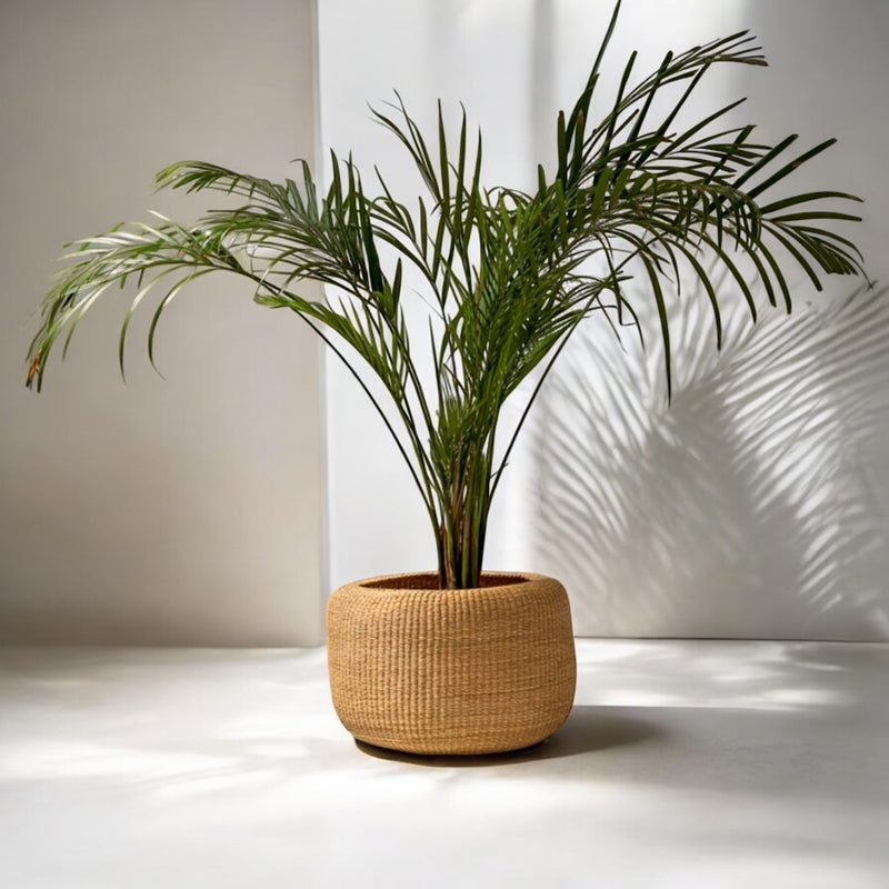 Handwoven Bolga Wide-Mouth Plant Pot Basket